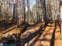 Aufstieg von der Wochenbrunner Alm im Wald