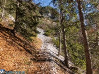 Aufstieg im Bergwald