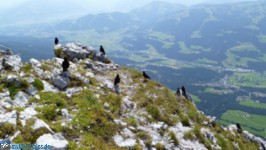 Dohlen an Gipfel des Scheffauer