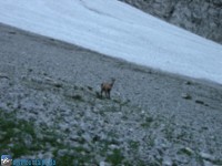 Was wollen die denn hier? Aufstieg Scharlinger Boden