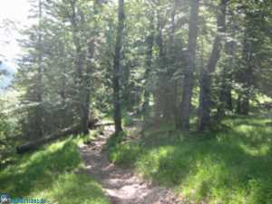 Aufstieg im Wald
